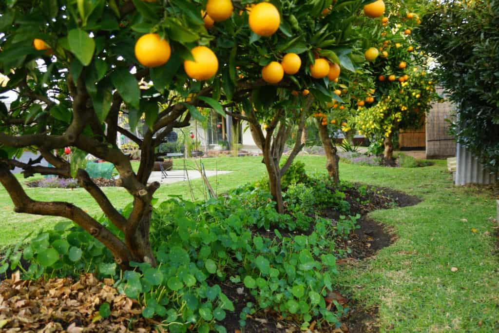 Citrus trees thriving in soil enriched with organic homemade compost, complimented with companion planting of nasturtiums 