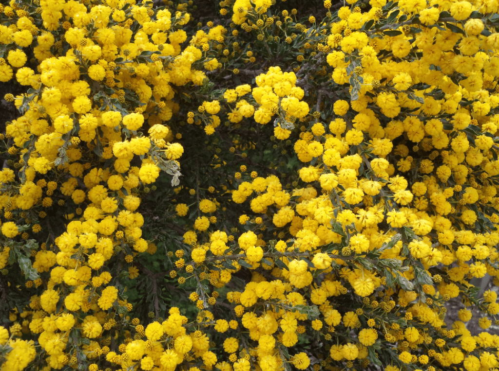Australian Wattle in Full Bloom 1 - Will Monoculture be a thing of the Past as the World looks to combat Climate Change?