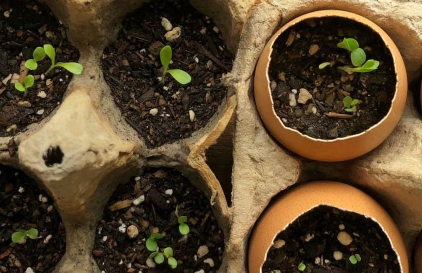 Seed Starters using Egg Shells Cartons - Permaculture nurtures Biodiversity for a Sustainable Future