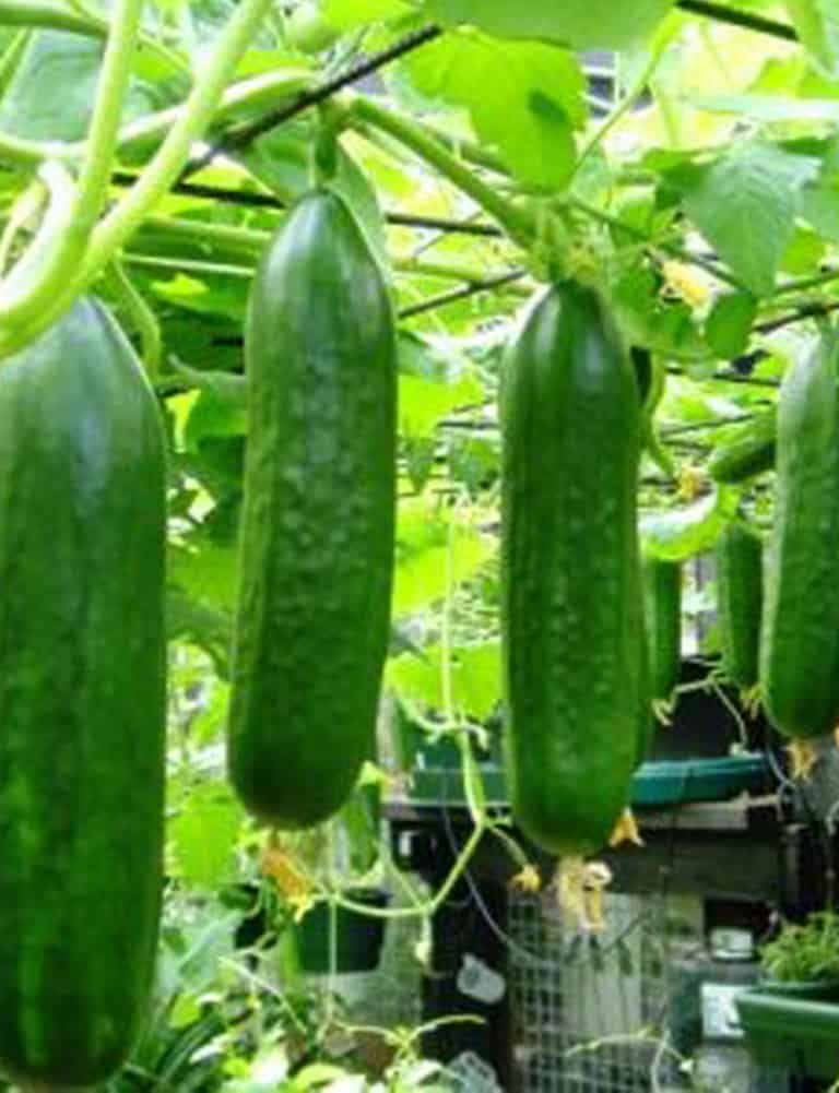 Arbour Idea Cucumbers 1 - The 